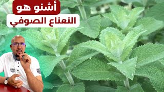 أشنو هو النعناع الصوفي | أجي تعرف على النعناع الصوفي وفوائده الدكتور عماد ميزاب Docteur Imad Mizab