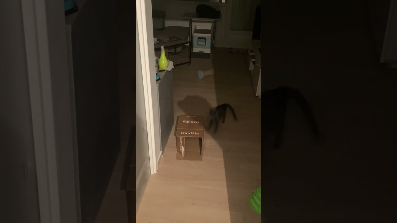 Kitten Breaks his Scratching Post while Playing
