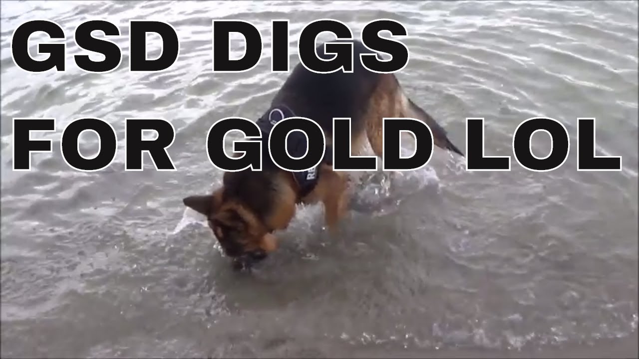 Best way to train a Dog /German Shepherd digs in water YouTube