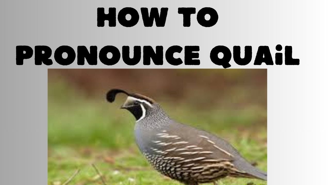 How To Pronounce Quail 