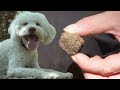 Cute Dog Has a Nose for Expensive Truffles