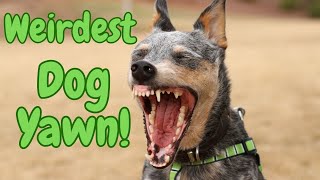 The Weirdest Dog Yawn You'll Ever See - Just Like A Coyote! Resimi
