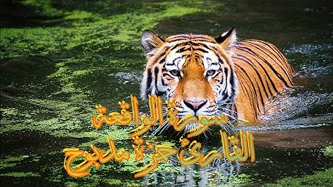 تلاوة تهتز لها القلوب سورة الواقعة القارئ حمزة مدبوح (lyrics )