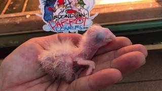 Baby Greenwing Macaw / Ara Chloptera 3 days old. By Andy Hoo.