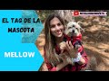 TAG DE LA MASCOTA - Mellow- Tips by Natalia Ospina