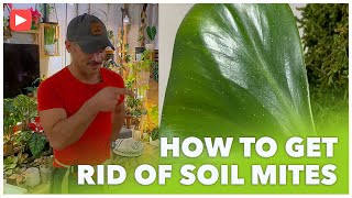 Battle of the Bugs: Conquer Soil Mites and Save Your Houseplants! 🌱🐜🪴