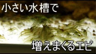 GEXスリムS水槽で増えまくるミナミヌマエビ達