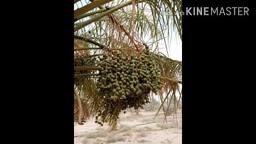 سورة الرحمن ሡርቱል አርህማን