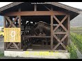 琵琶湖哀歌  山本あき  coverまりちゃん🌻