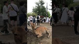 Nara Park In Japan shorts travel japan trip reels