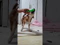 절미 절미 잘노네~~제로투ㅋㅋㅋ