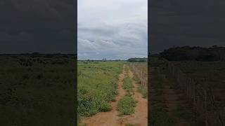 vendo linda propriedade 154 hectares boa é ela bodoco pé 8799102 3154