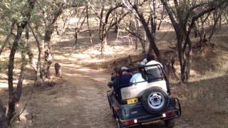 Tigress Arrowhead Ranthambore NP