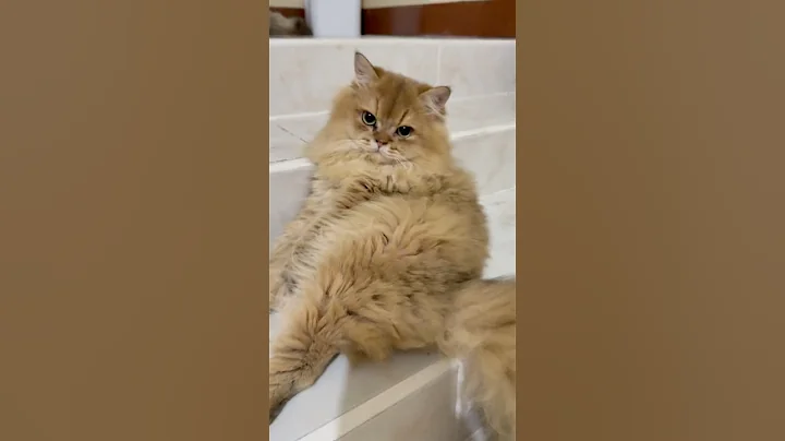 Video 7632091: british longhair golden kitten, cute british longhair kitten