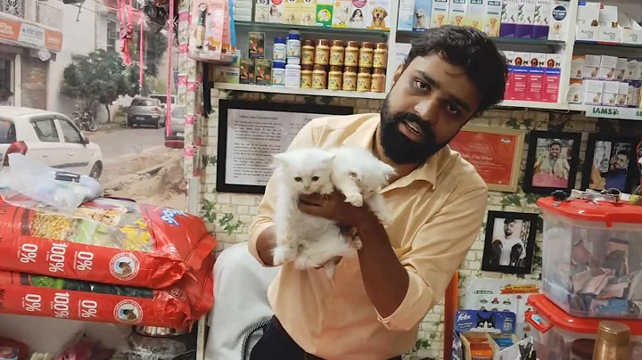 Video 10732761: persian cat white male, color persian cat, pure breed