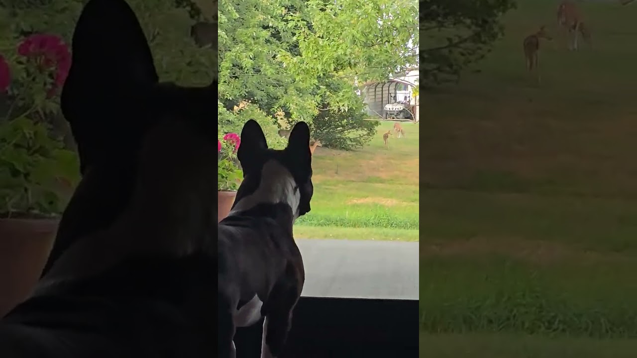 2 momma and 3 baby deer came to visit today! Long version on the page! #frenchie #deer #dogs #shorts