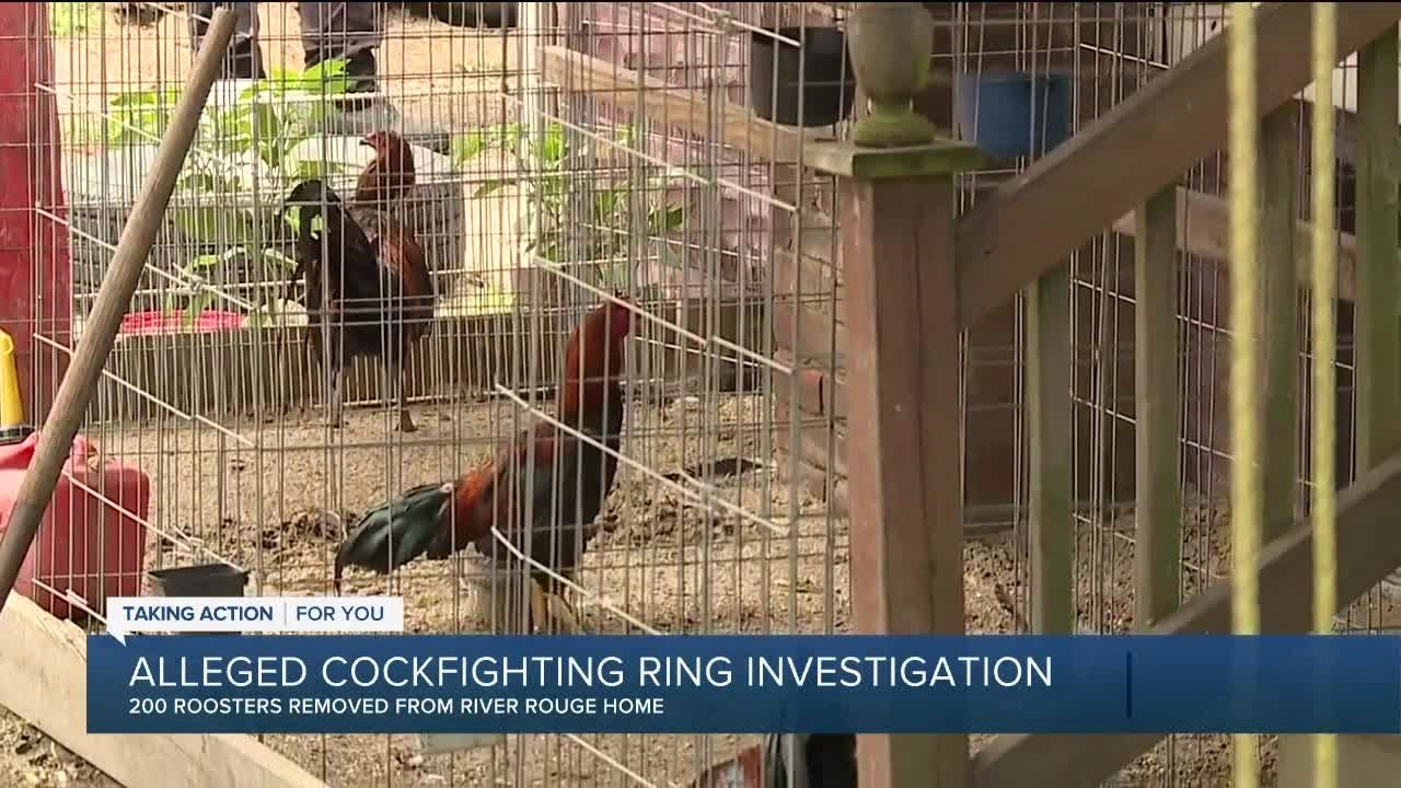 200 roosters removed from River Rouge home in alleged cockfighting ring investigation
