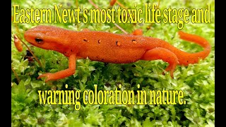 Eastern Newt's most toxic stage: the red eft and warning coloration in nature.
