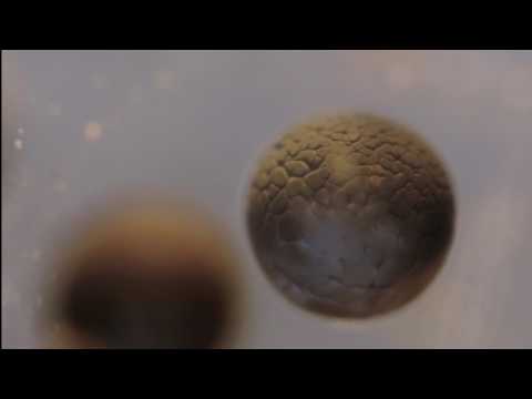 Cell Division Time lapse