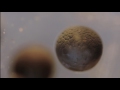 This Timelapse Shows a Cell Dividing Over 33 Hours