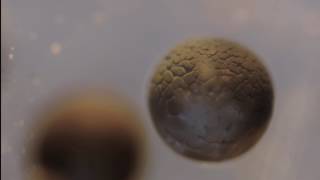 Cell Division Time lapse