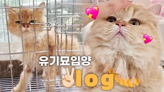 Adoption Vlog of abandoned cats