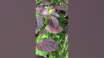 Cây thuốc Núc Nác rất nhiều công dụng hay #covenduongvlogs #garden #bonsai #caybuttre #câythuốcquý