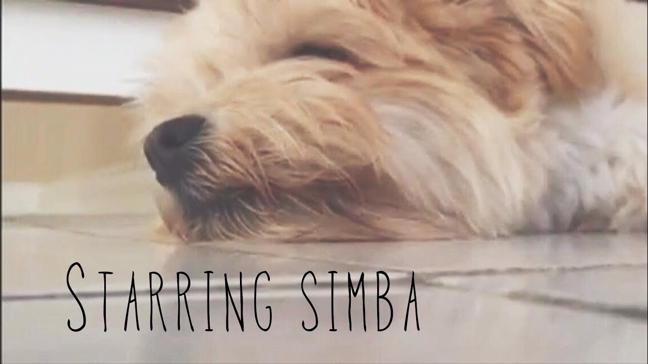 Pedigree dog food commercial (Starring Simba) YouTube