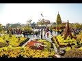 Chrysanthemum festival, Daegu arboretum.Тэгу,дендрарий,выставка цветов