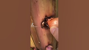 Trồng hành trên cây chuối P2 #shorts