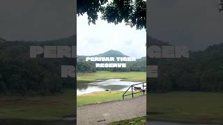 Periyar tiger reserve🐅 #wildlife #animals #kerala #forest #thekkady #elephant #periyar #tamil #fyp
