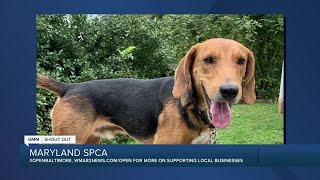 Raisin the dog is looking for a new home at the Maryland SPCA