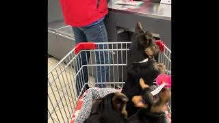 Off We Go! Three Australian terrier puppies at a time