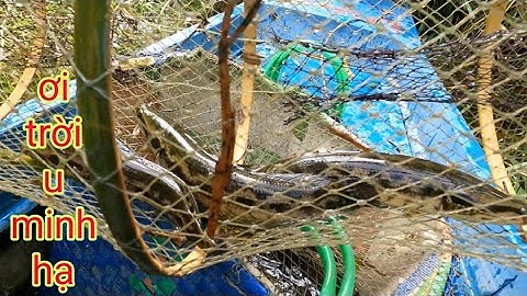 Lờ Cá Cải Tiến Đại Chiến U Minh Hạ Và Cái Kết/Định Nguyễn Hậu Giang