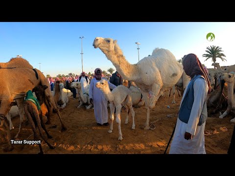 Video: Går ekvator gjennom Saudi-Arabia?