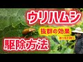 ウリハムシ対策！きゅうり、すいか、ズッキーニに抜群の効果がある駆除方法！【髭サン農家】