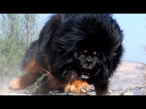 Sahibini En İyi Koruyan En Sağlam Koruma Köpekleri Bölüm #2