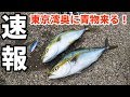 東京湾奥ショアジギング 速報!湾奥まで青物入りました! ワカシ、イナダ、サゴシ、サワラ釣れています