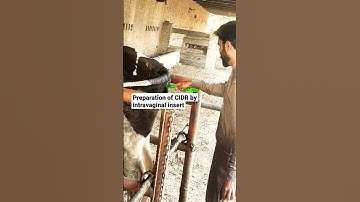 Estrus induction and synchronisation by CIDR technique