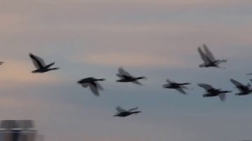 The Wisdom of Geese - How to Improve Team Performance