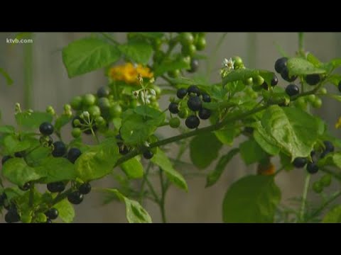 Video: Waar groei Huckleberries: Hoe om Huckleberry-plante te kweek