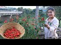 I pick red chili for my recipe / Crispy pork belly with chili sauce recipe / Cooking with Sreypov