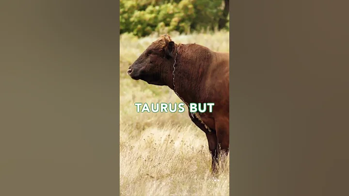 RATING YOUR ZODIAC SIGN - TAURUS♉😴..What do you HAVE? #zodiacsigns #taurus #shorts - DayDayNews