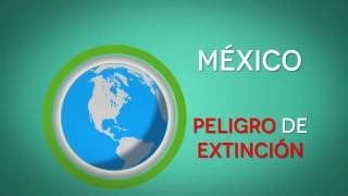 Animales en Peligro de Extinción (Cápsula informativa 2 de 3)