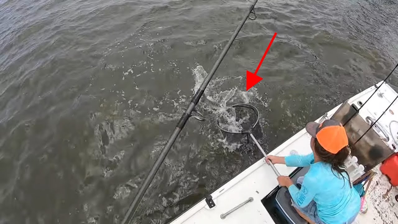 THREE Species In the COOLER Using LIVE SHRIMP and PIGFISH for BAIT