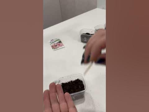 Сеем эустому - YouTube