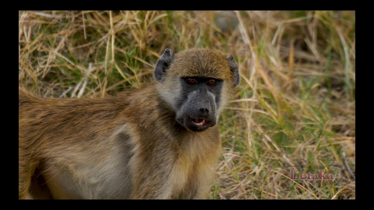 Baboons Unusual Eating Habits - YouTube