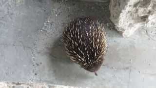 Echidna in Fort Nepean, Portsea 1/3