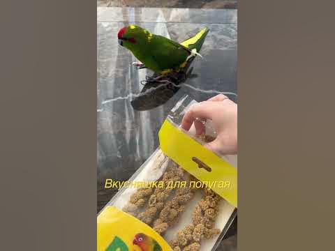 Распаковка с попугаем |Сенегальское просо - YouTube