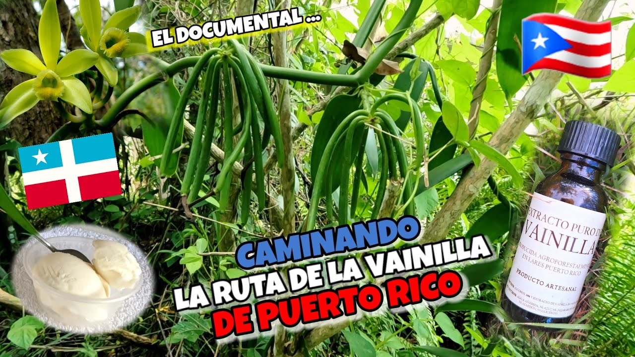CAMINANDO LA RUTA DE LA VAINILLA EN PUERTO RICO (EL DOCUMENTAL)